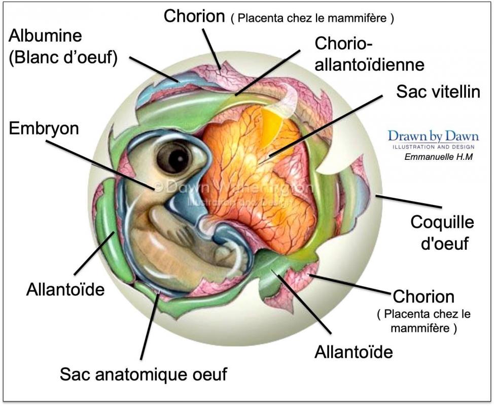 Anatomie tortue 4