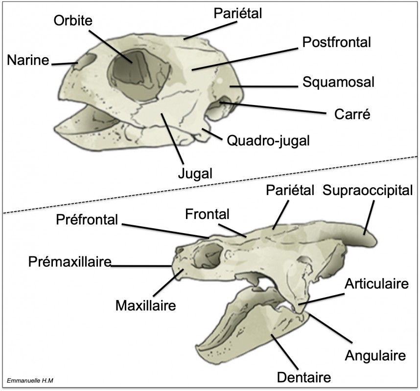 Anatomie tortue 7
