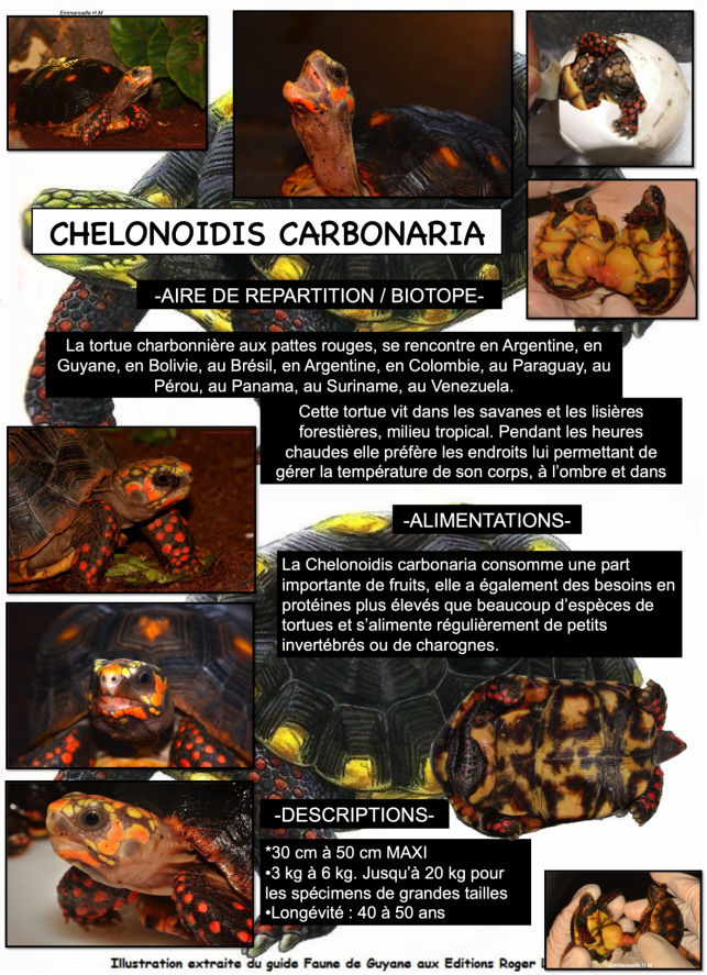 Chelonoidis carbonaria