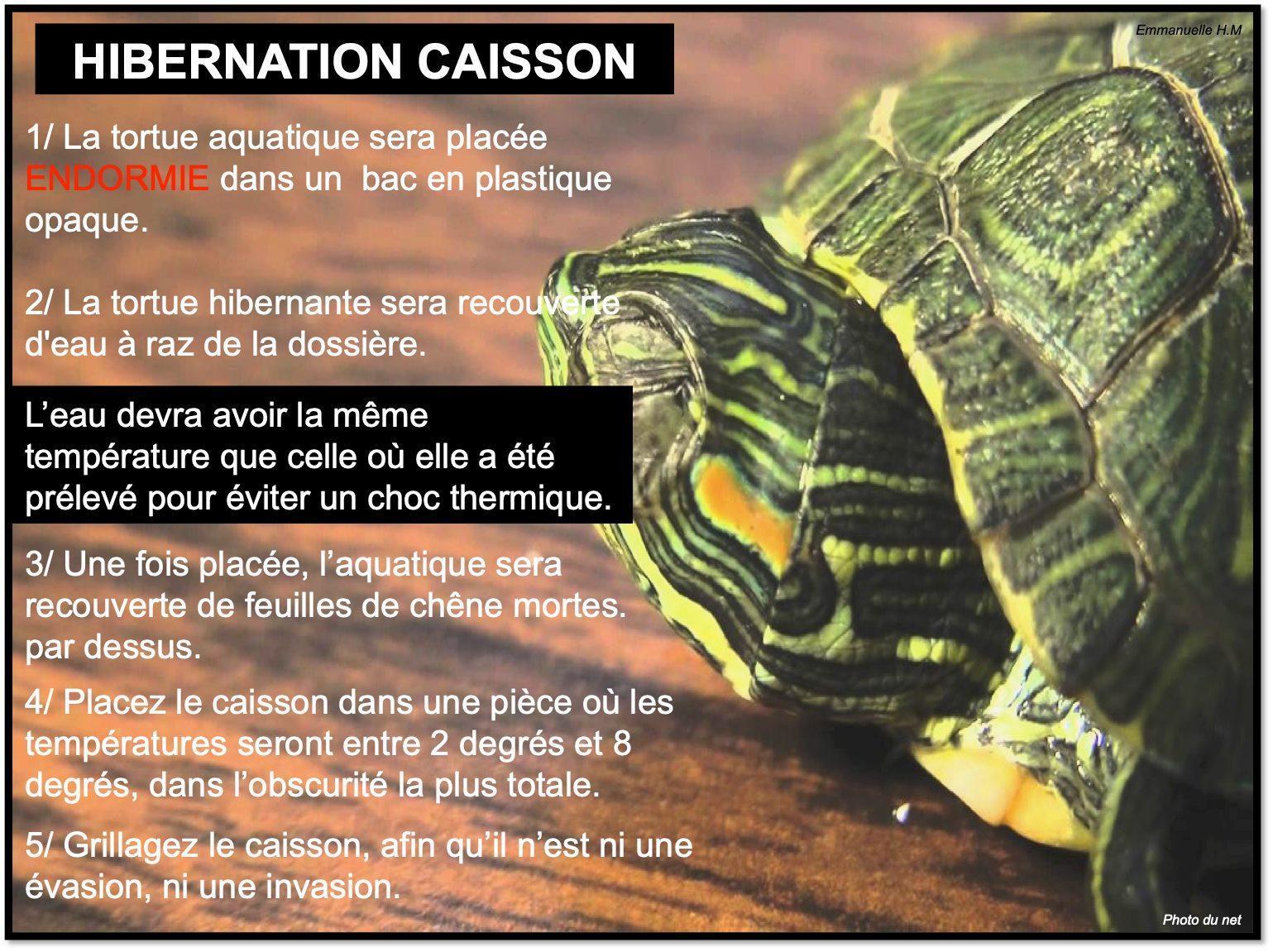Hibernation tortue aquatique2