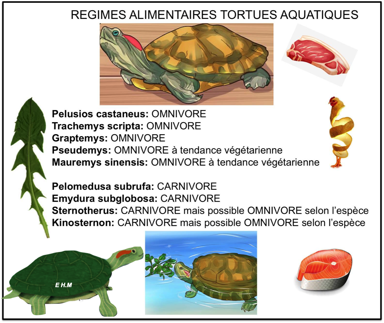Re gime alimentaire tortue aqauatique