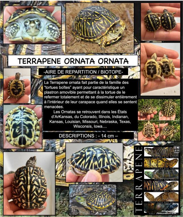 Terrapene ornat ornata
